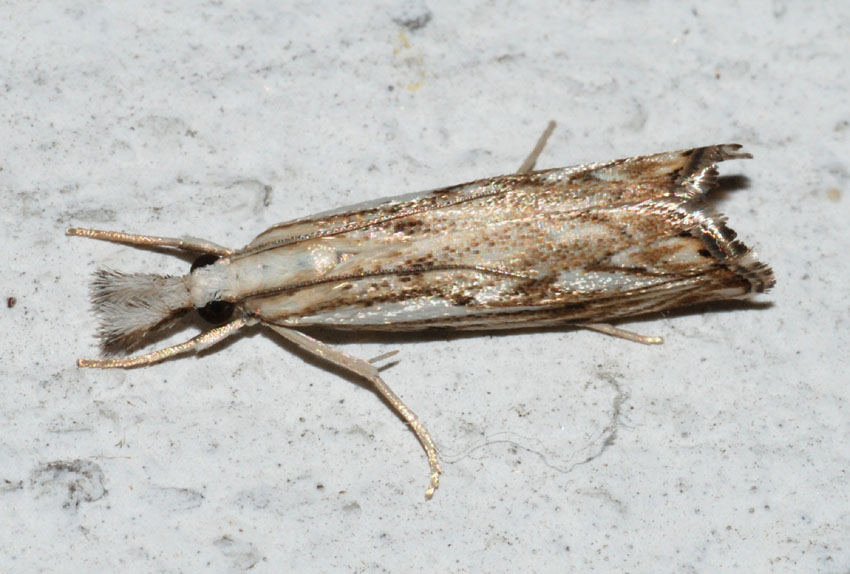 Crambidae